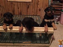 rottweiler puppy posted by Rott lady